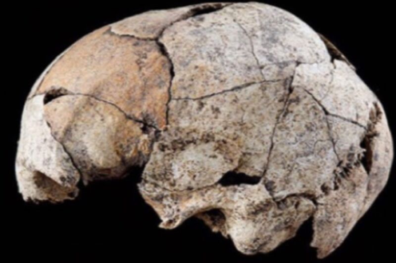 Lateral view of a skull found at the El Pendón site in Spain, showing signs of a primitive form of ear surgery.