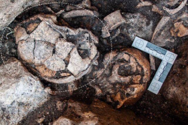Il cranio è stato scavato nel sito di El Pendón a Renço, Burgos, in Spagna nel 2018.