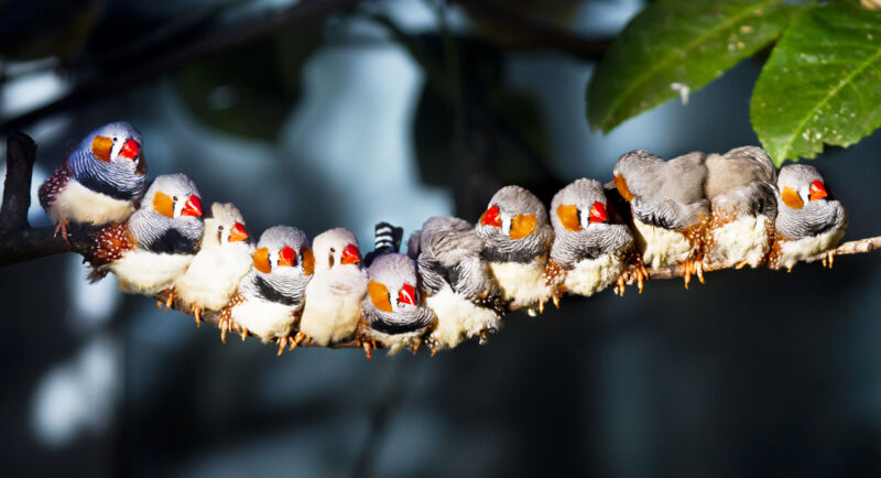 Zebra finches sitting together on a tree branch and sunning.