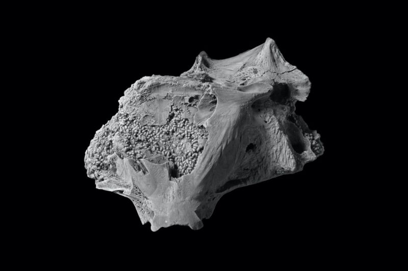 View of the fossilized skull of an extinct species of stargazer fish, showing preserved fecal pellets in the brain.