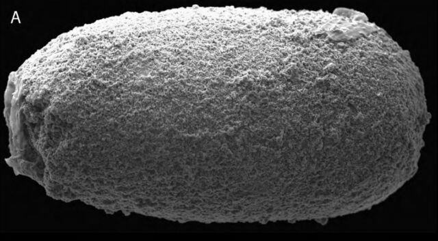 Scanning-elektronenmicrofoto van een enkele fecale pellet (coproliet) gevonden in de schedelholte van een gefossiliseerde vis
