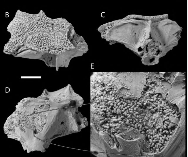SEM images of the neurocranium of an extinct species of stargazer fish, stuffed with fecal pellets (coprolites)