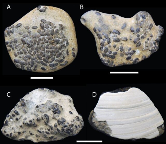 Muestras de gránulos fecales (coprolitos) encontrados en varios fósiles recolectados en los acantilados de Calvert en Maryland.