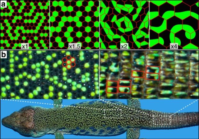 Color pattern ontogeny in ocellated lizards as modeled using cellular automata.