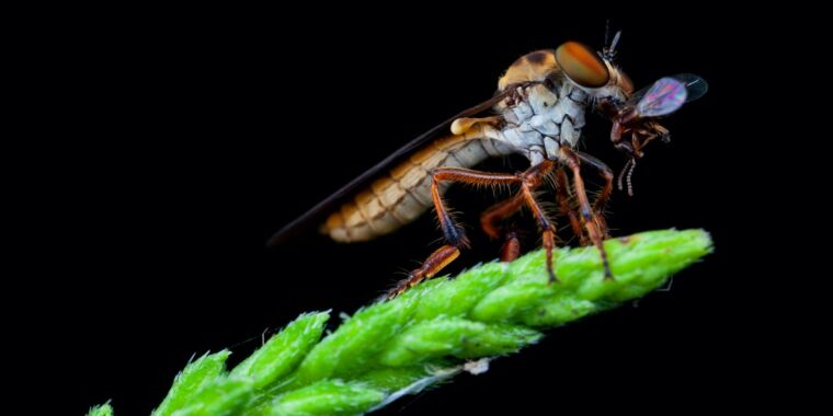 The robber fly is an aerodynamic acrobat that may catch its prey in midflight