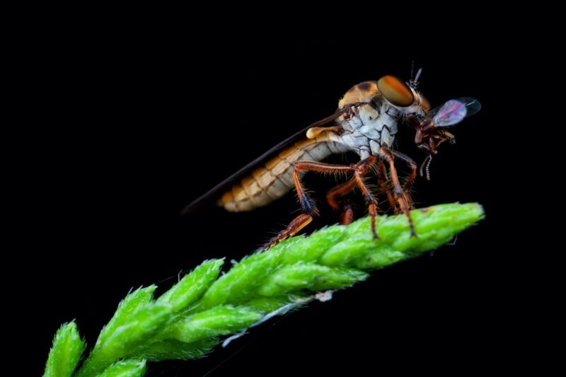 A miniature predatory robber fly (<em>Holcocephala fascia</em>) feeds on a captured rove beetle. A new study reveals that the fly approaches its prey from underneath, aiming for a future meeting point with the target.