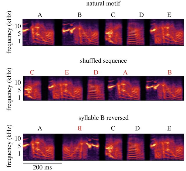To find out what aspect of a zebra finch’s song matters to the birds, scientists tweaked a recorded song to see if the birds would notice. A spectrogram of the natural song is shown on the top row. When the scientists shuffled syllables as shown in the middle row, the birds didn’t react. But when the scientists reversed one of the syllables in the song, as shown in the bottom row, the birds were very good at catching it.