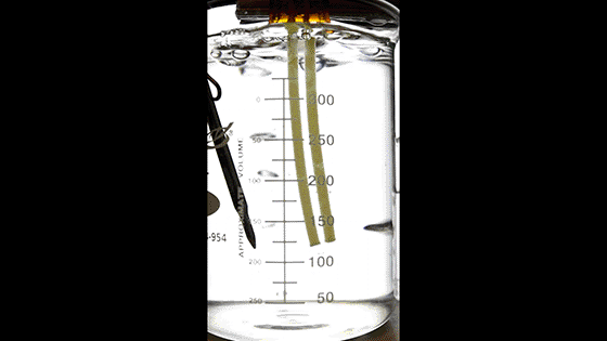 Two pasta noodles stick together.  They are cooked for 12 minutes at 100 ° C.  The pasta separates when submerged again.