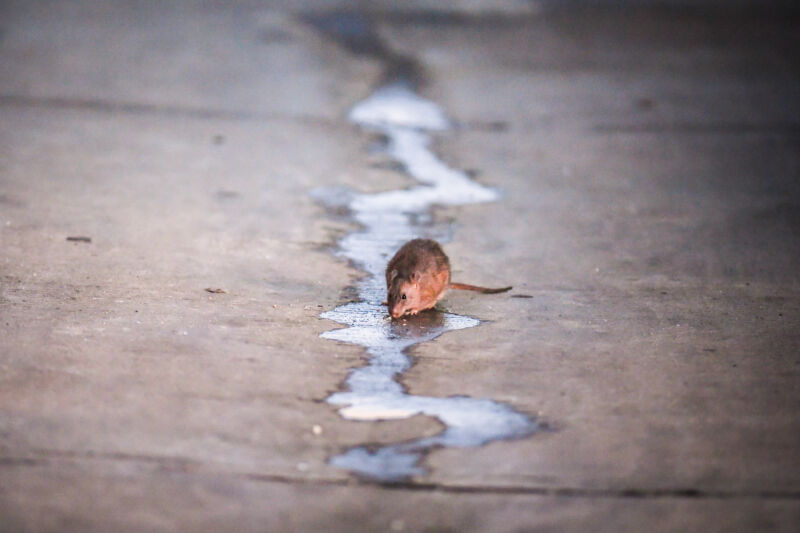 A rat drinks water in a back alley in the Park View neighborhood near a construction site on Saturday, September 10, 2017, in Washington, D.C. 