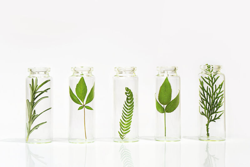 Image of bottles with leaves in them.