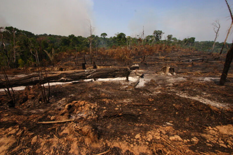 Deforestation in Amazon to create grazing for cattle.