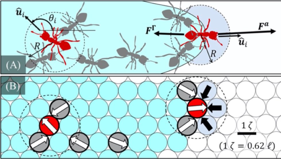 Red Ant Raft A few simple rules determine how floating fire ant rafts change shape ...