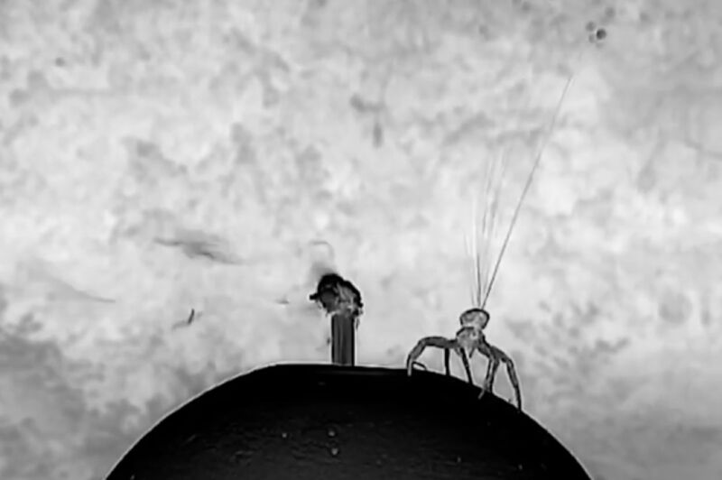 Image from a 2018 observational study of ballooning in large spiders depicting a crab spider just as it is about to take off.