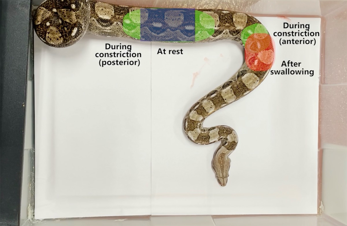 How Boa Constrictors Breathe While Squeezing the Life Out of Their Prey, Science