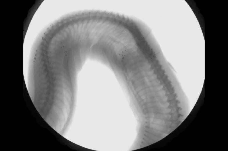 Brown University biologists x-rayed boa constrictors to determine how they manage to breathe while squeezing prey to death. 