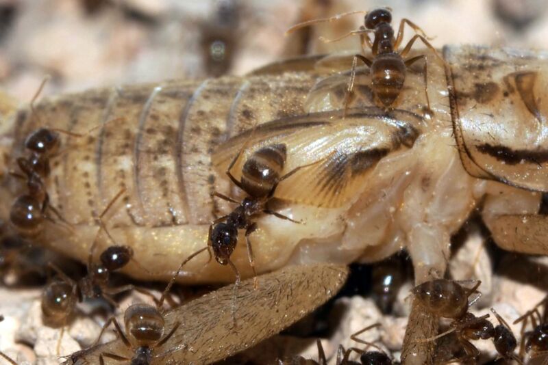 Ants crawl over the corpse of an insect many times their size.