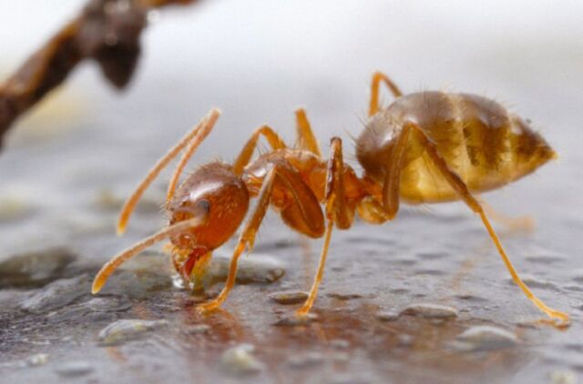 Close-up of a tawny crazy ant.
