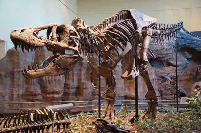 <em>Tyrannosaurus rex</em> holotype specimen at the Carnegie Museum of Natural History, Pittsburgh.