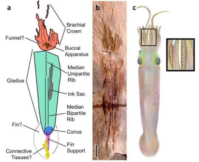 squid4-640x521.jpg