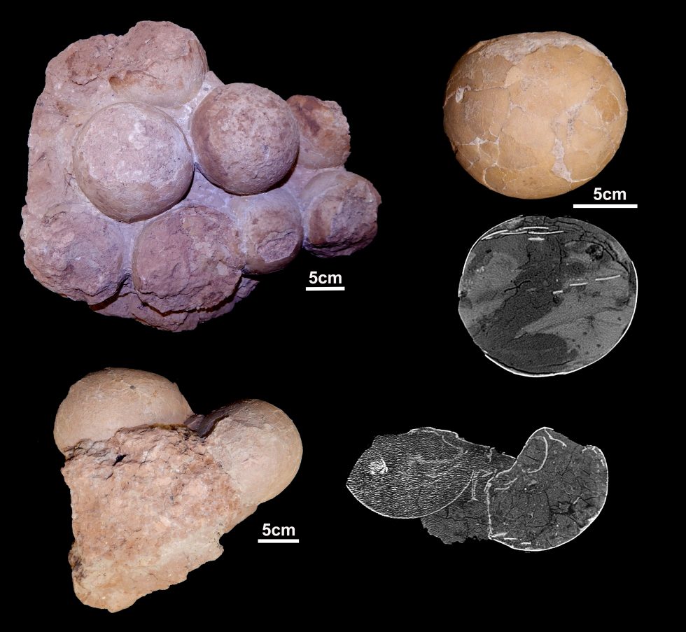 Nest with up to 10 eggs, isolated eggs, and images obtained by computerized tomography showing the thin thickness of the eggshells and the absence of embryonic remains inside. 