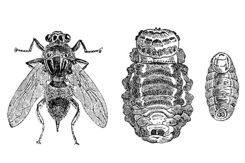 Illustration of a Oestrus ovis, sheep botfly