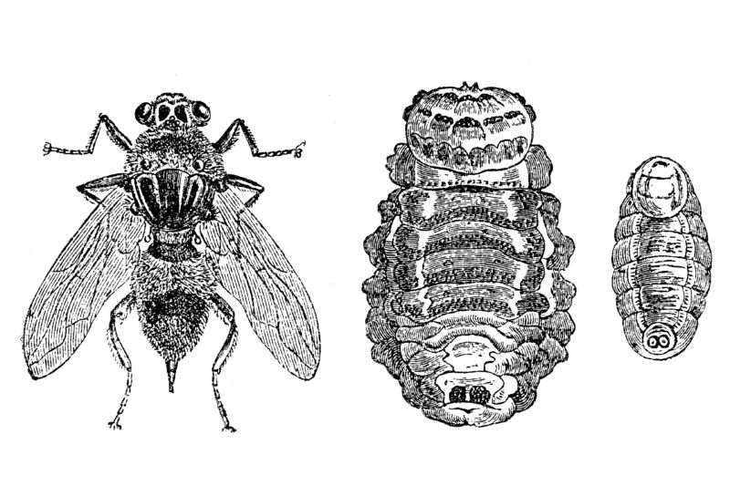 Sheep Nasal Bot Fly - Oestrus ovis 