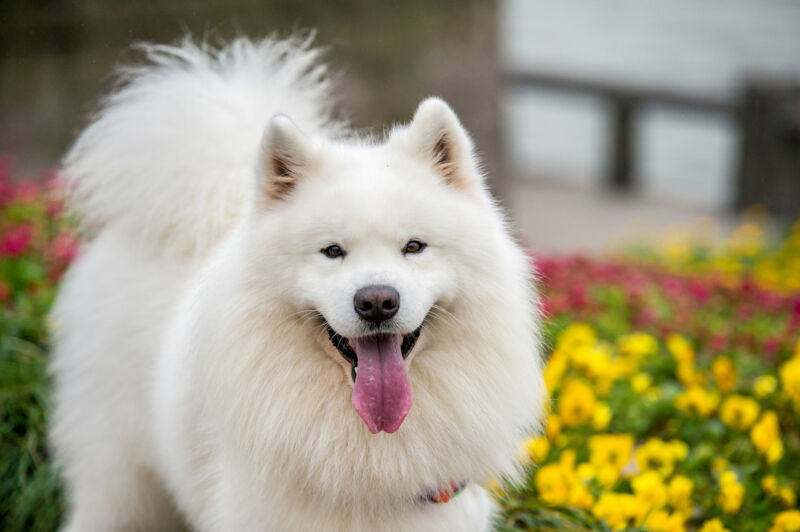 Image of a white dog with a smile.