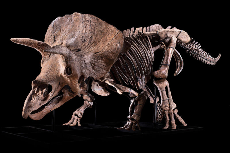 Full skeleton of a triceratops.