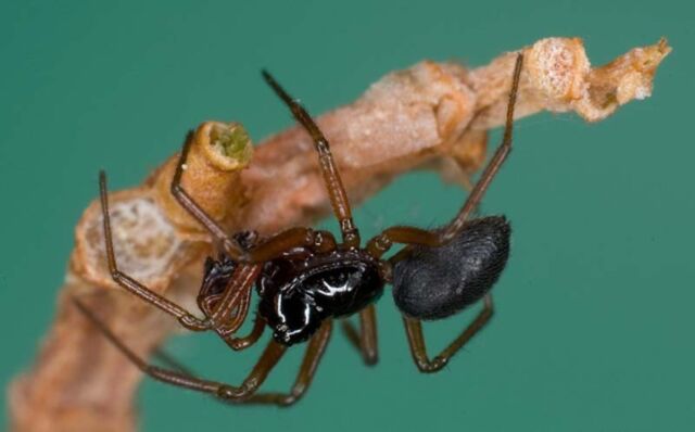 The ballooning <em>Erigone</em> spider uses thin threads of spider silk to catch electric field currents and air currents. 