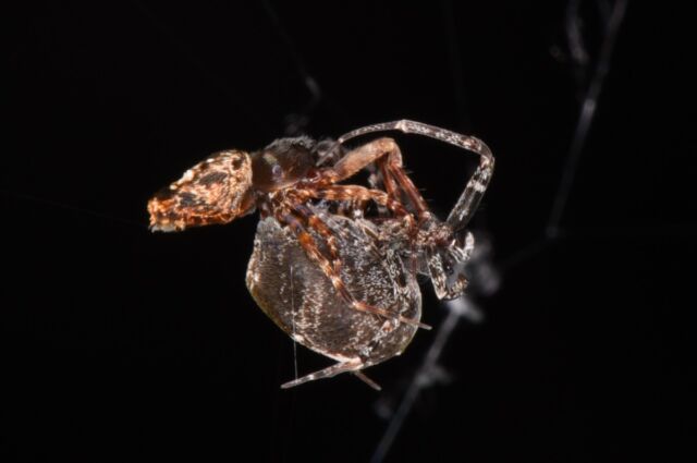 Two <em>Philoponella prominens</em> orb-weaving spiders mating.