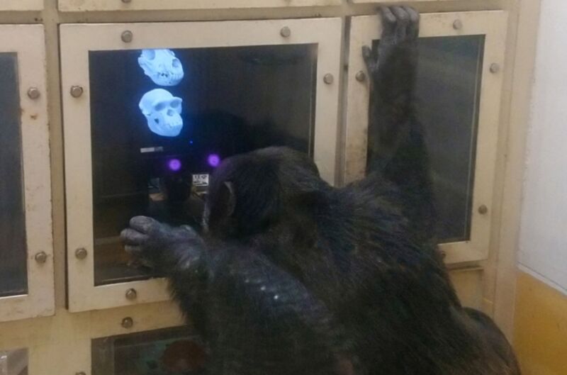 A chimpanzee named Ayumu participates in an eye-tracking session in an experimental booth.