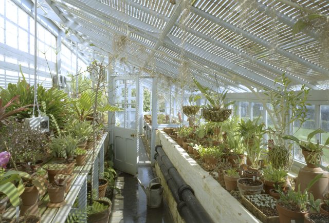 Charles Darwin grew sundews and other carnivorous plants in his greenhouse at Down House, his home in Kent. He experimented for 16 years before publishing his pioneering book <em>Insectivorous Plants</em>.