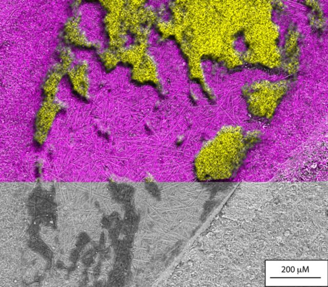 Scanning electron image of fossilized spider abdomen revealing a black polymer on the fossil and the presence of two kinds of microalgae: a mat of straight diatoms on the fossil and dispersed centric diatoms in the surrounding matrix. This image is overlain by chemical maps of sulphur (yellow) and silica (pink) revealing that while the microalgae were mostly siliceous, the polymer covering the fossil was sulphur-rich.