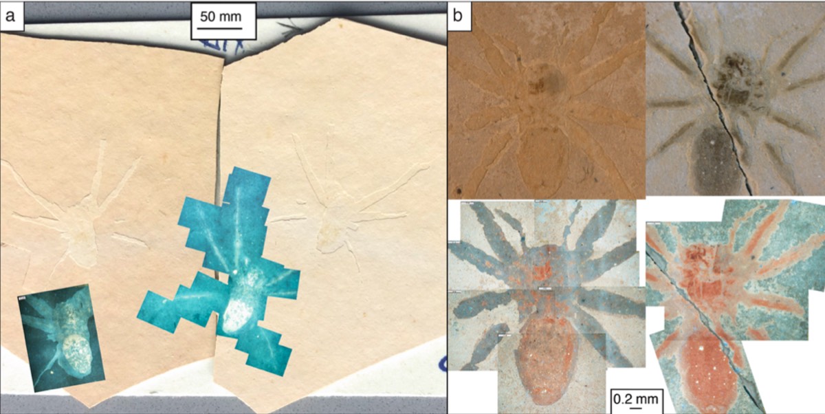 Spider Fossils Glow Under UV Light, A Clue To Their Remarkable ...