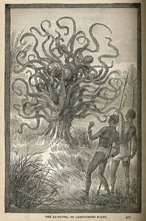 Tales of killer plants were popular in the late 19th century. In 1887, American author James William Buel described the fantastical man-eating tree Ya-te-veo (“I see you”) in his book <em>Land and Sea</em>.