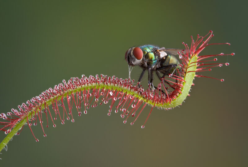 O muscă prinsă pe o plantă carnivoră de roză.