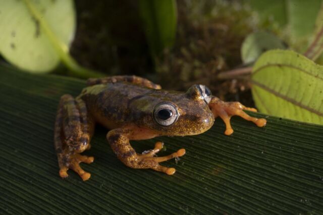 Bruce Means hunts for new species of frogs in the region of tepuis deep in the Amazon of West Guyana.