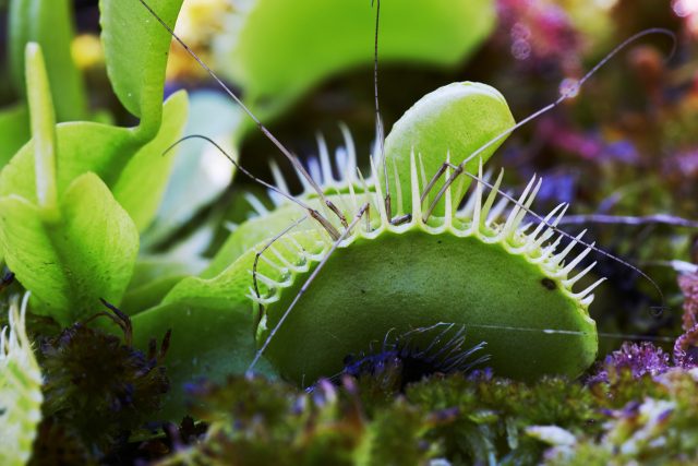 How Venus flytraps store short-term 'memories' of prey