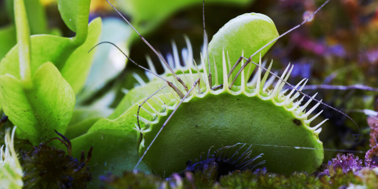 This mutant Venus flytrap has mysteriously lost its ability to “count” to 5