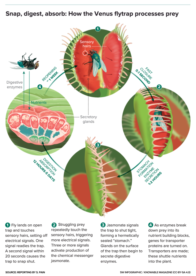 venus-flytrap-processing-640x904.png