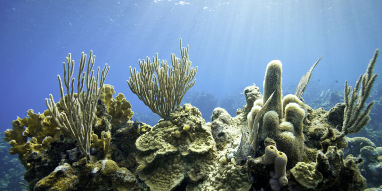 Corals convert sunscreen chemical into a toxin that kills them