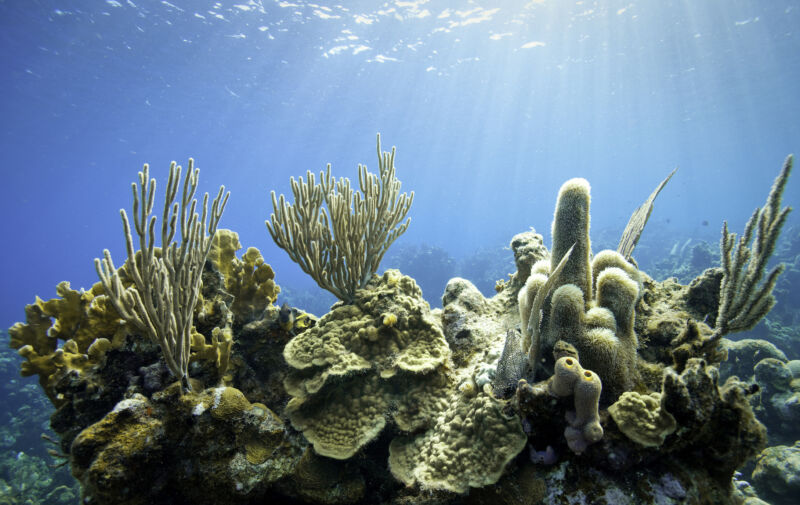 Poza recifului de corali.