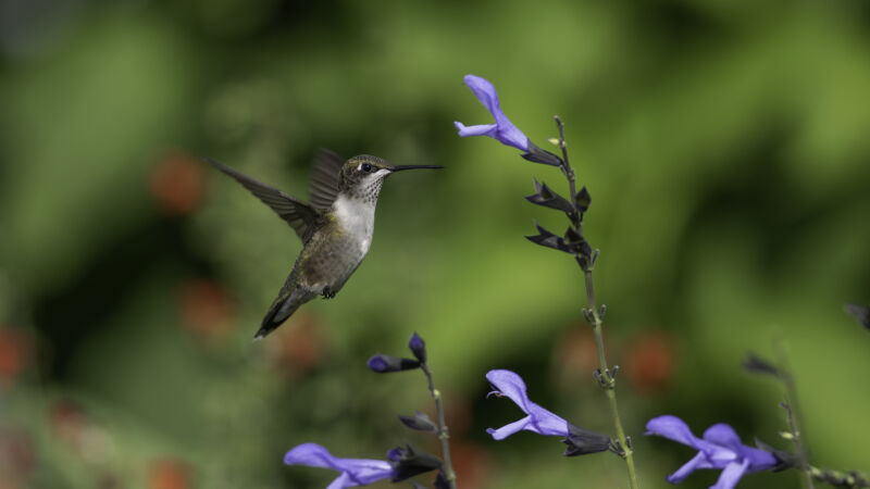 Image of a hummingbird in flight near a flower.