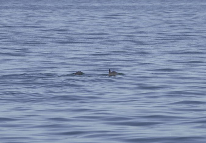Image of two animals swimming.