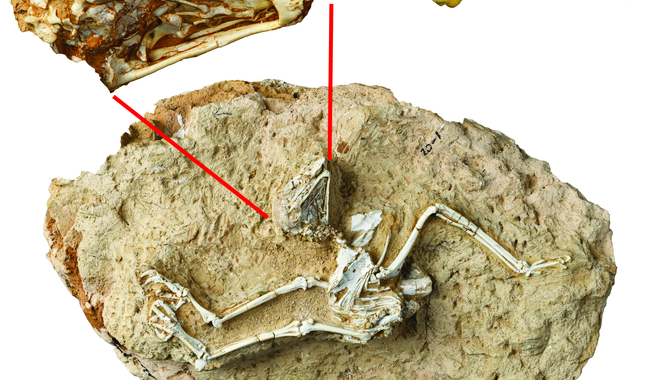 The (fossil) eyes have it: Evidence that an ancient owl hunted in daylight thumbnail