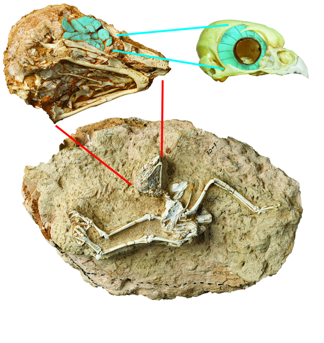 The (fossil) eyes have it: Evidence that an ancient owl hunted in daylight