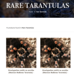 Image of a website that has a specific category for selling rare insects.