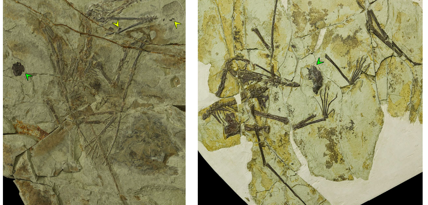 Two different pterosaurs with a stomach full of fish. Yellow arrows indicate individual fish scales, while green highlights gastric pellets.