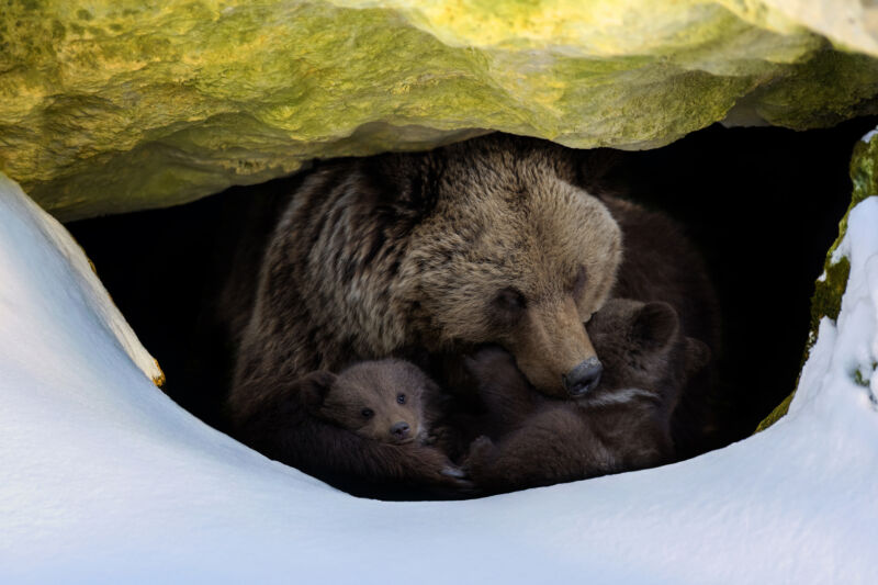 A brown bear with two cubs looks out of its den in the woods under a large rock in winter.