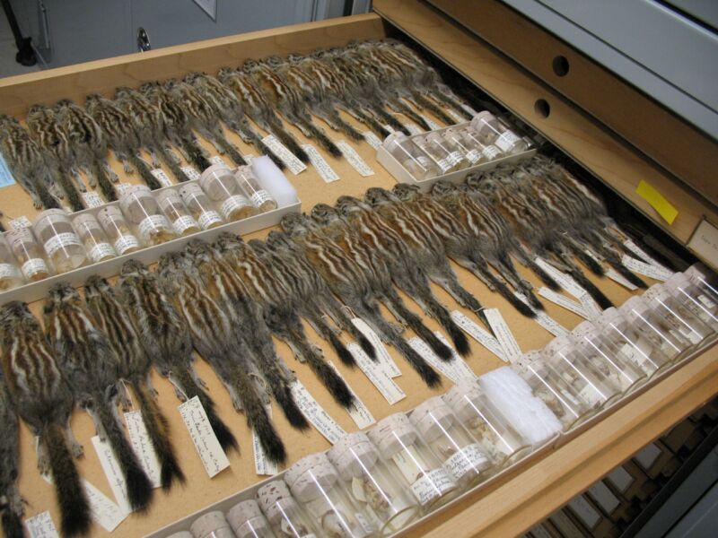 Alpine chipmunks collected by pioneering naturalist Joseph Grinnell in the early 20th century are still preserved at the Museum of Vertebrate Zoology at the University of California, Berkeley. Recently, geneticists used DNA extracted from them to trace how the chipmunks have evolved. Museum collections like this can give researchers at time machine to the past. (CC BY-NC 2.0)